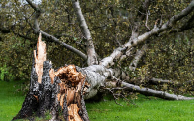 When a Tree Falls on a Property, Who Pays?